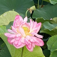 画像295