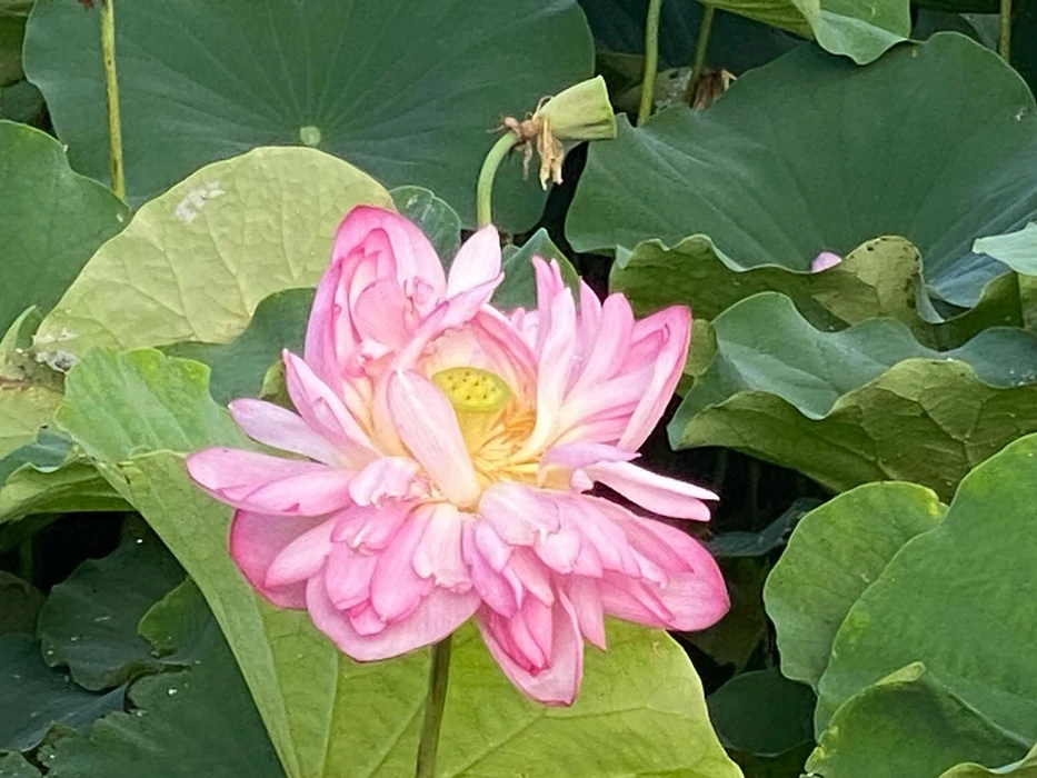 画像295