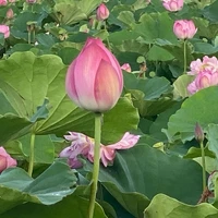 画像296
