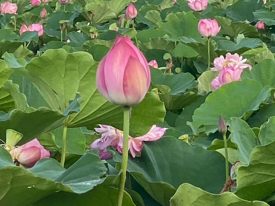 画像296